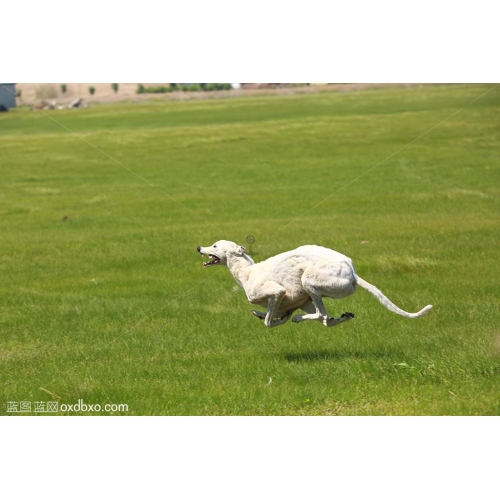 奔跑 草坪 赛狗 狂奔 体育 比赛 猎犬 运动 白狗  白犬  激情 激烈 赛事 运动场 动物 赛 活力四射 商业摄影商用图片
