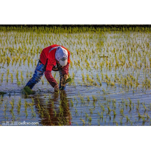 水稻 稻田 农民 插秧 农业 商业摄影商用图片素材