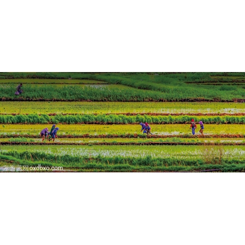 大片稻田 水稻 农民劳作场面 插秧 种地 商业摄影商用图片