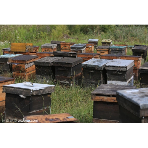 蜜蜂箱子 养蜂箱子 商业摄影商用图片