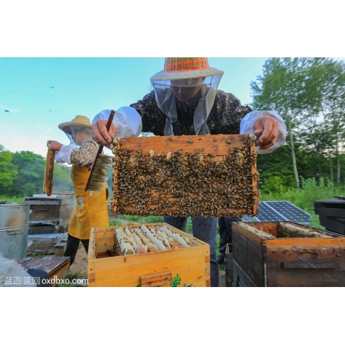 养蜂人 蜂蜜 农民 劳动 养殖业 商业摄影商用图片