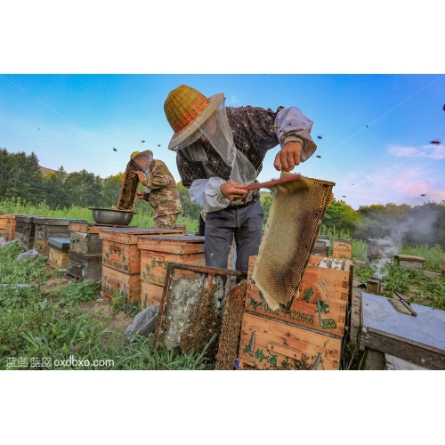 养蜂人 蜂蜜 蜂箱 蜜蜂 农民 劳动 养殖业 商业摄影商用图片