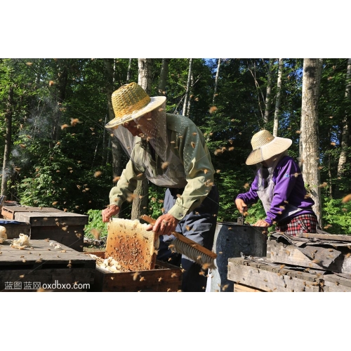 养蜂人 蜂蜜 蜜蜂 农民  劳动 养殖业 商业摄影商用图蜂箱