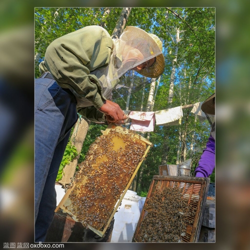 养蜂人 蜂蜜 蜜蜂 农民 劳动 养殖业 商业摄影商用图蜂箱