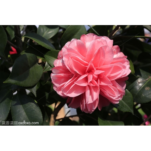 茶花商业摄影商用图片素材