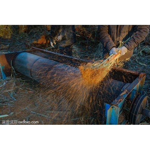 农业 机械化 打笤帚糜子 秋收 打场 场院 农民 劳动 丰收 收获 商业 摄影 商用 图片