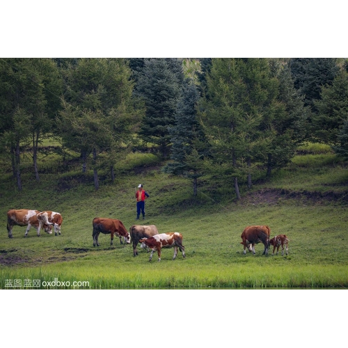 放牧 牧牛 牛官 草地 草原 牛吃草 商业 摄影 商用 图片