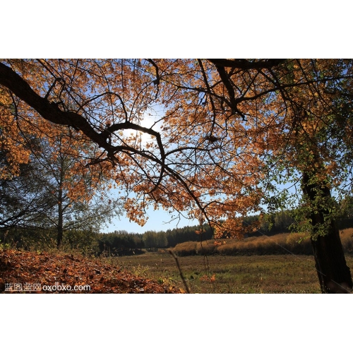 秋天树 仰视  仰拍 天空 红叶 枫叶 商业 摄影 商用 图片