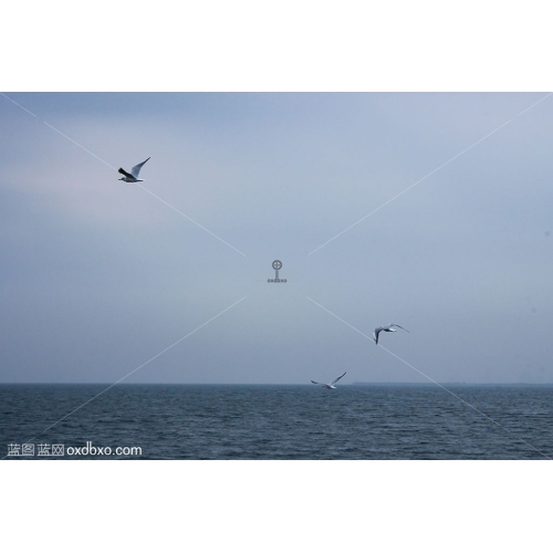 大海天空海鸥飞翔
