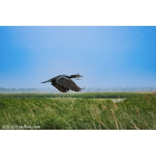 蓝天上飞翔的鸬鹚野生鸟类图片素材欧喜东摄影