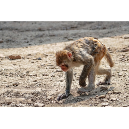猕猴猴子觅食奔跑低头摄影