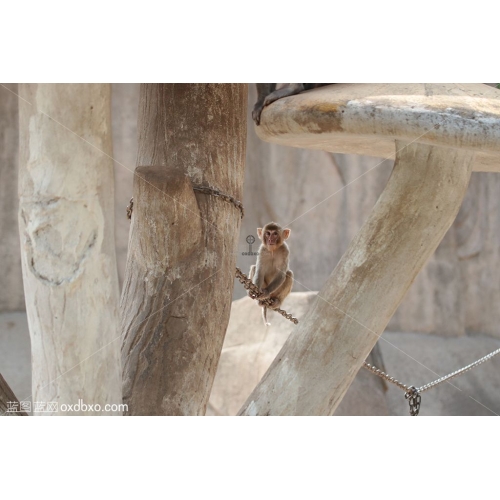 小猴子荡秋千猕猴铁锁链山石头公园动物园