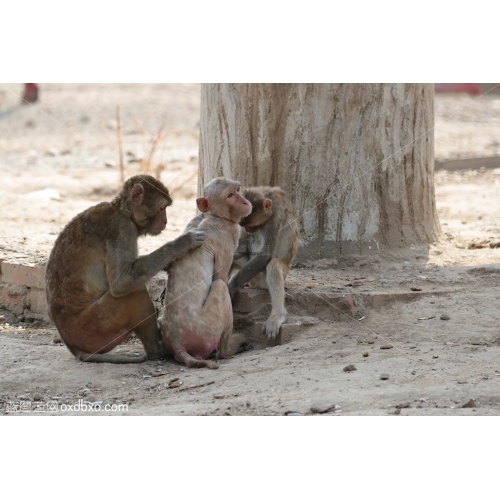 小猴子 嬉戏 玩耍  抓痒痒  猕猴 树荫下 群猴 三只