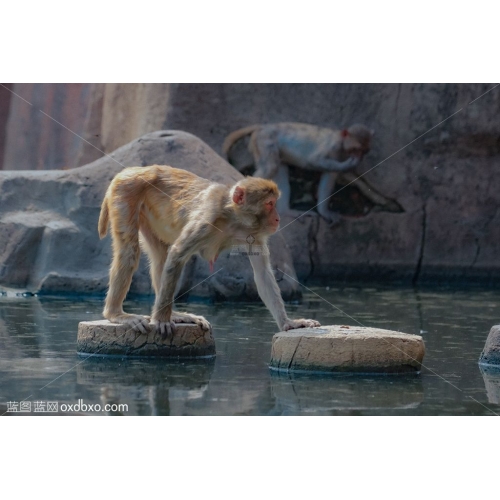 猴子母猴 猕猴 过河 河水 石头 石山 假山石