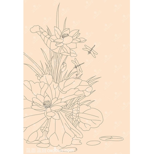 白描线面荷花中国画线条