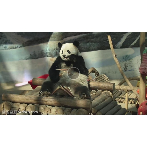 大熊猫坐姿吃竹子吃竹笋视频素材