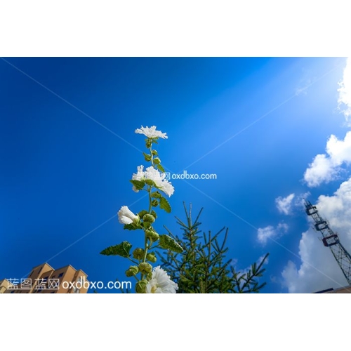 免费摄影素材鲜花花卉花草白花高耸入云蓝天白云鲜花广角向上励志升华 