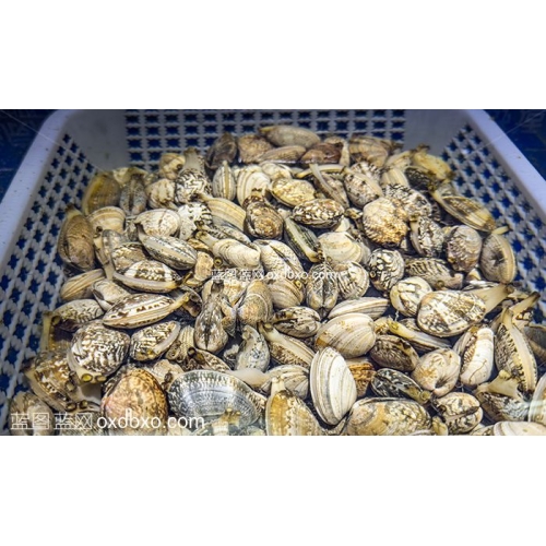 免费摄影美食图片素材-海鲜海产品扇贝