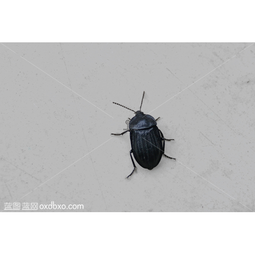 商用摄影素材射炮步甲虫盖虫图片