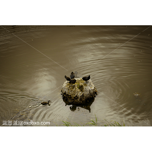 商用湿地池塘湖水里的奇幻骨顶鸡群鸟类摄影素材