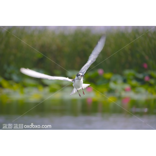 商用展翅飞翔的须浮鸥鸟类摄影图片素材