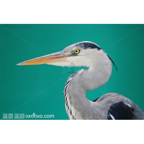 商用苍鹭灰鹭鸟类摄影图片素材欧喜东摄影作品